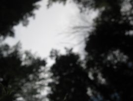 Avatar for Tree Light