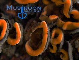 Avatar for Mushroom Brothers