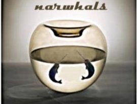 Narwhals 的头像