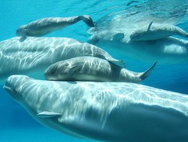 Beluga Whales 的头像