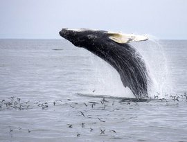 Humpback Whales 的头像