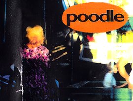 Poodle 的头像
