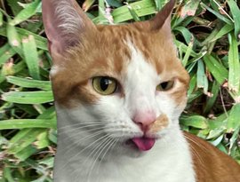 Avatar for Needlepeen
