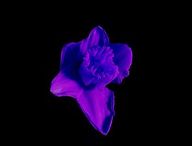 Avatar for LVTE BLOOMER