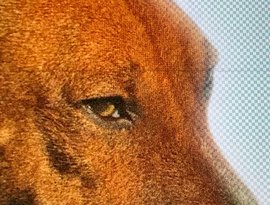 Awatar dla Music For Dogs