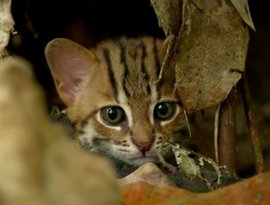 Avatar for World's smallest cat 🐈