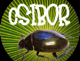 csibor 的头像