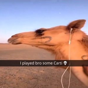 Camels 0n The Roadpium