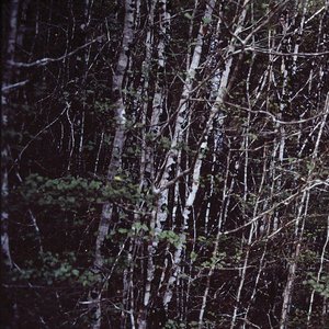 Birches 的头像