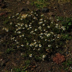 la lluvia no mata las flores - Single