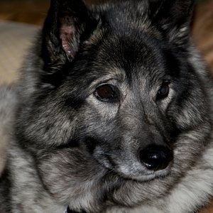 An Ode to Lola