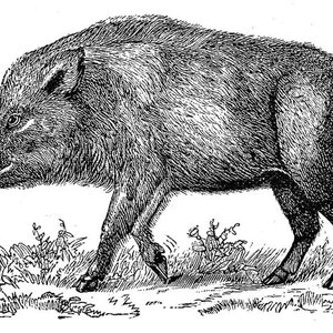 Il Cinghiale 的头像