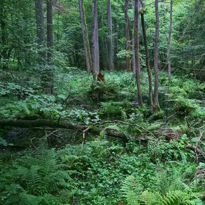 The Last Forest