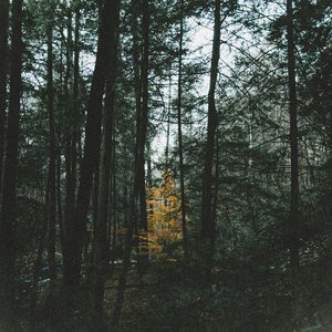 Among the Trees