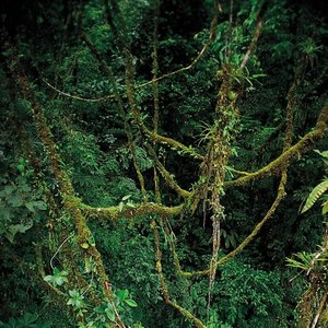 vegetation