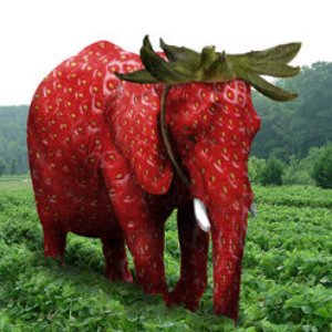 Strawberry Elephant 的头像
