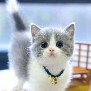 di dik 的头像