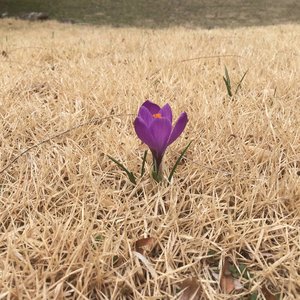 Killer They Send - Single
