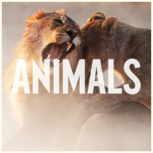 “Animals”的封面