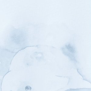 Avatar for pinniped