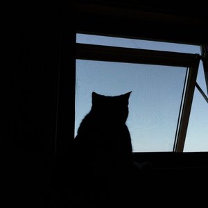 ニュースは絶対見ない