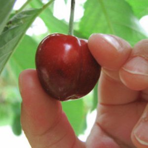 Cherrypick