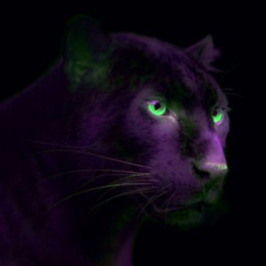 Avatar for acidpanther