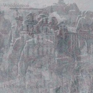 Woodpigeon
