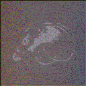 Panther Skull 的头像