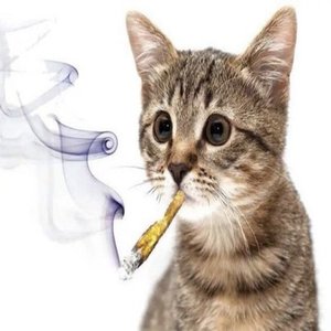 yungzawaa 的头像