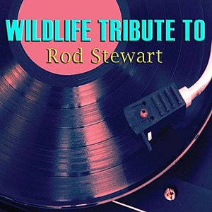 Wildlife Tribute to Rod Stewart