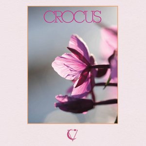 Crocus