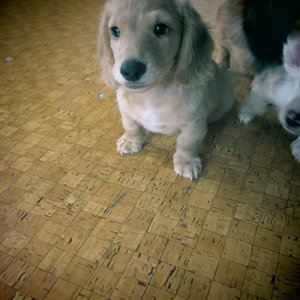 夕方の犬 的头像