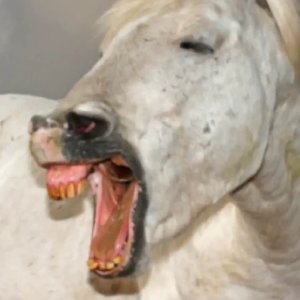 Donkey Tae 的头像