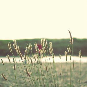 Avatar di organic industries