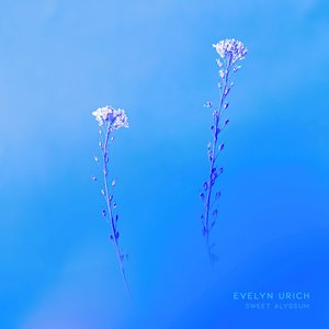 Sweet Alyssum