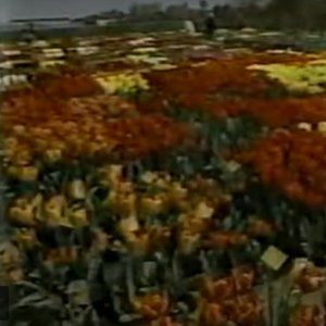 “Commercial 幸福”的封面