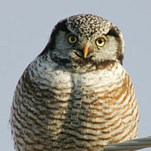 Awatar dla Northern Hawk Owl