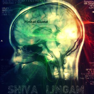 Image for 'PINEAL GLAND'