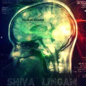 Zdjęcia dla 'PINEAL GLAND'