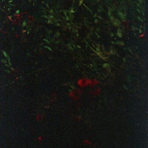 Icarus