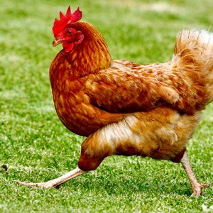 Avatar de Chicken Sounds