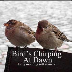 Bird's Chirping At Dawn: Early Morning Soft Sounds