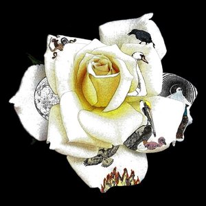 Year Of The White Rose