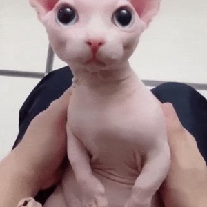 Gato Sphynx Blindão - song and lyrics by Lil Dr4c0