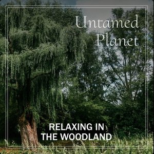 Relaxing in the Woodland