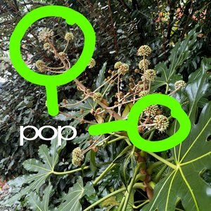 pop - Single