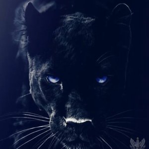 Black Panther