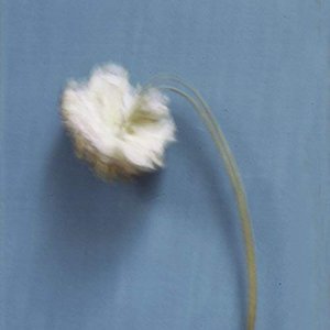 Now or Never - Single