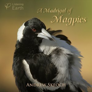 A Madrigal of Magpies